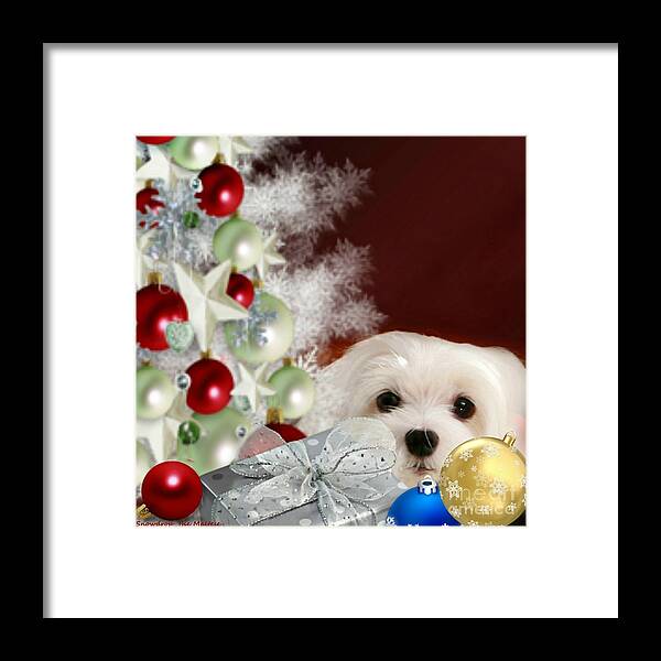 maltese Dog Christmas Framed Print featuring the mixed media Christmas Baubles by Morag Bates