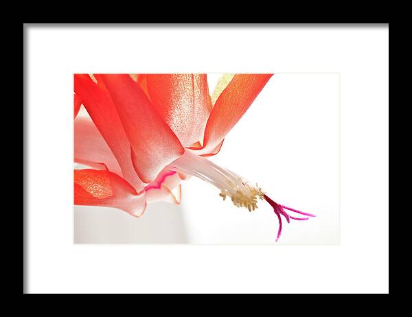 Art Framed Print featuring the photograph Christmas Cactus Flower by Christine Amstutz