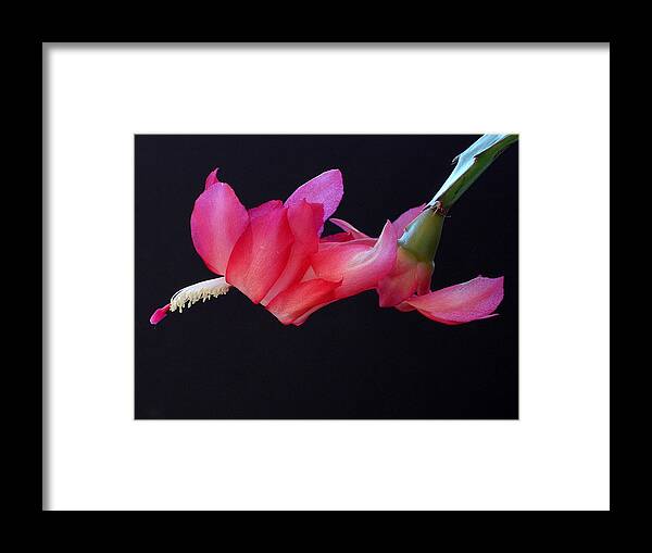 Christmas Framed Print featuring the photograph Christmas Cactus on Black by Farol Tomson