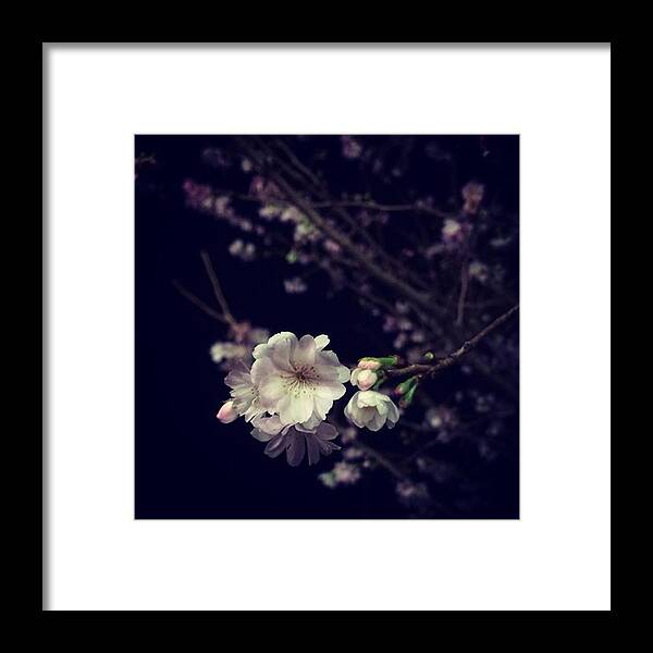 Springfling Framed Print featuring the photograph Christmas Cherry Bloom. 🎄🍒🌸 by Katie Cupcakes