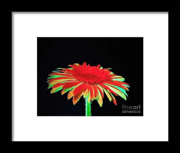 Daisy Framed Print featuring the photograph Christmas Daisy by Chad and Stacey Hall