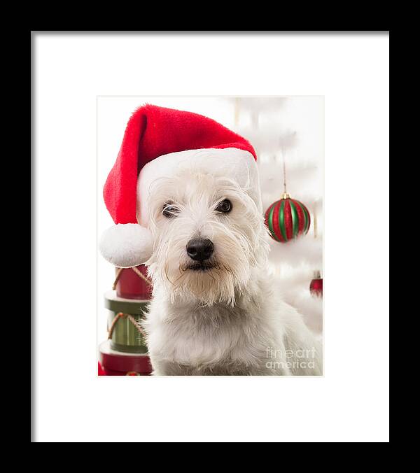 Christmas Framed Print featuring the photograph Christmas Elf Dog by Edward Fielding