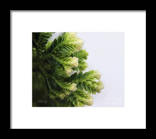 Christmas Fern Framed Print featuring the photograph Christmas Fern by Natalie Dowty