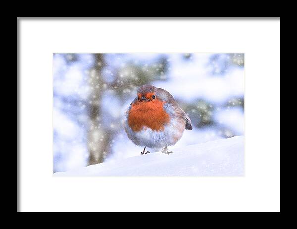Robin Framed Print featuring the photograph Christmas Robin by Scott Carruthers