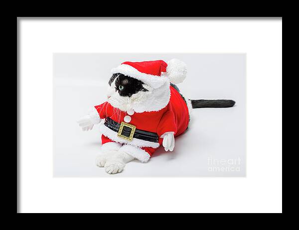Cat Framed Print featuring the photograph Christmas Santa Cat by Benny Marty