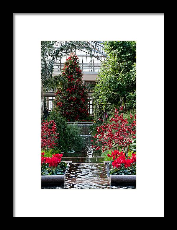 Christmas Tree Framed Print featuring the photograph Christmas Tree by Louis Dallara