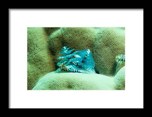 Razor Framed Print featuring the photograph Christmas Tree Worm Yap 1 by Dan Norton