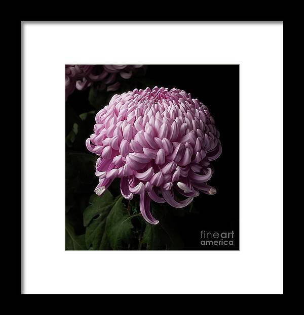 Flower Framed Print featuring the photograph Chrysanthemum by Ann Jacobson
