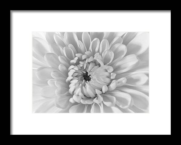 Chrysanthemum Framed Print featuring the photograph Chrysanthemum by Dick Pratt