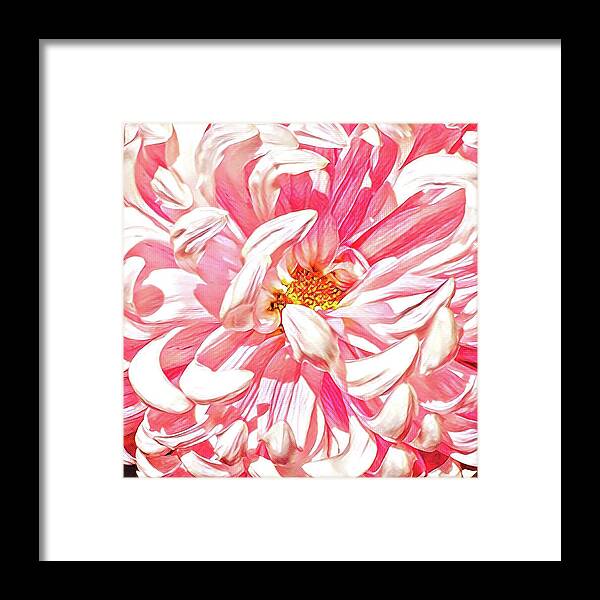 Pink Framed Print featuring the painting Chrysanthemum in Pink by Shadia Derbyshire