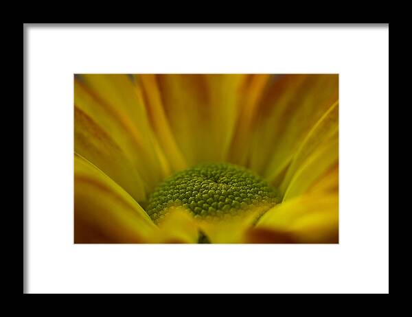 Chrysanthemum Framed Print featuring the photograph Chrysanthemum by Morgan Wright