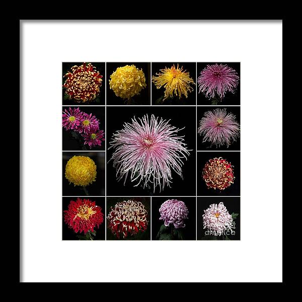 Flower Framed Print featuring the photograph chrysanthemum Mosaic by Ann Jacobson