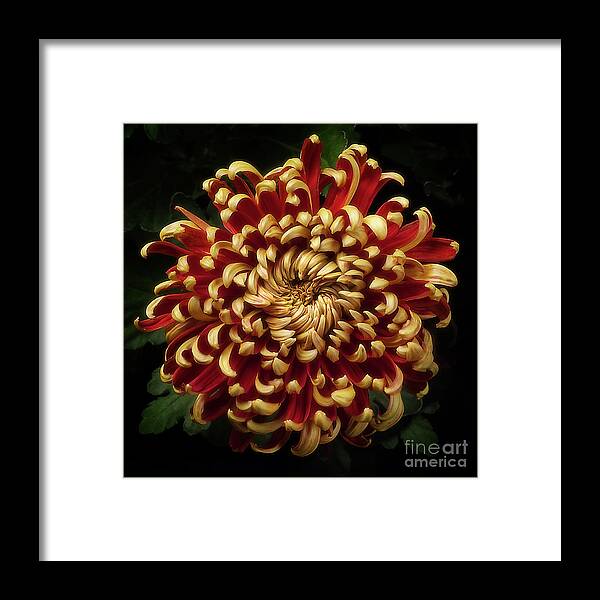 Flower Framed Print featuring the photograph Chrysanthemum 'St Tropez' by Ann Jacobson