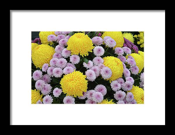 Chrysanthemum Framed Print featuring the photograph Chrysanthemum's by Terence Davis
