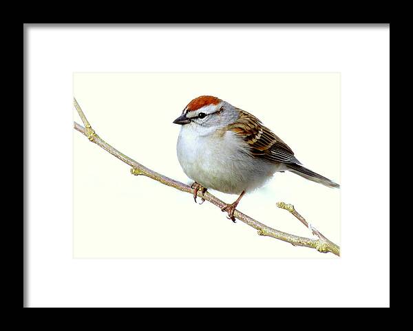 Bird Framed Print featuring the photograph Chubby Sparrow by Lori Lafargue