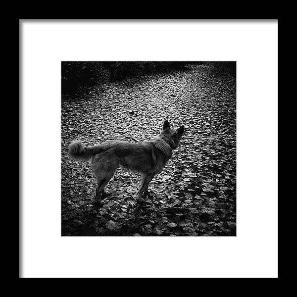 Lensculture Framed Print featuring the photograph Chuvak

#dog #dogslover #animal #pet by Rafa Rivas