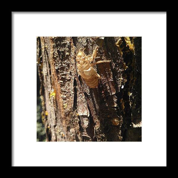 Tree Framed Print featuring the photograph Cicala
_
_
_
_
_
#cicala #song by Marta A