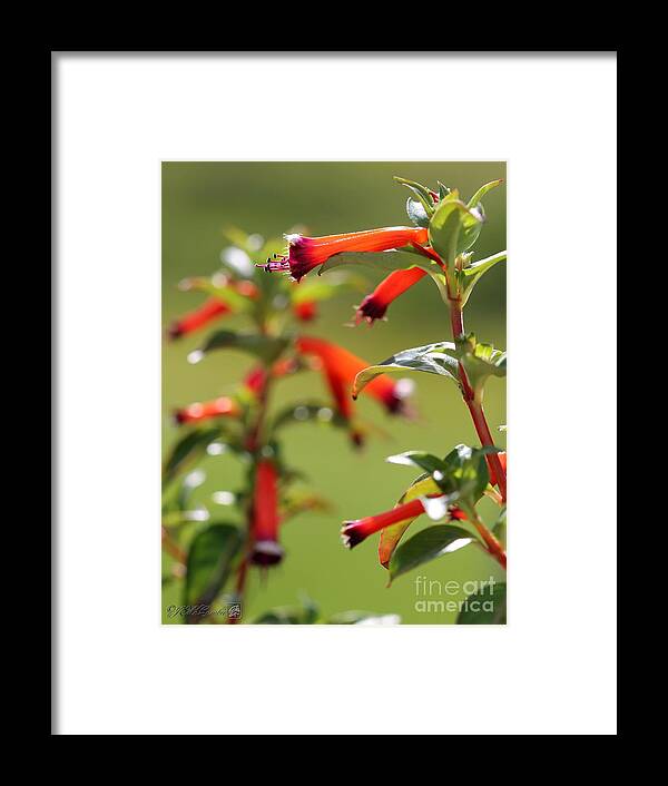 Mccombie Framed Print featuring the photograph Cigar Flower named Dynamite by J McCombie