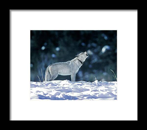 Mark Miller Photos Framed Print featuring the photograph Cinderella Wolf 42F by Mark Miller