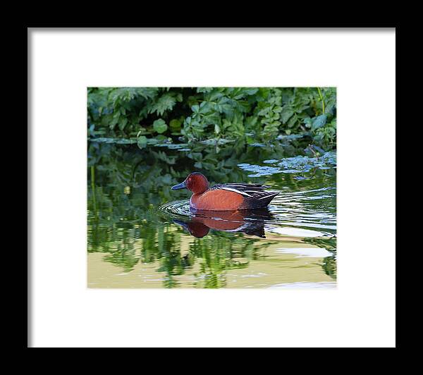 Mark Miller Photos Framed Print featuring the photograph Cinnamon Teal in Quiet Waters by Mark Miller