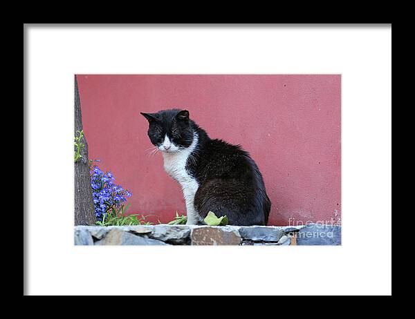 Cinque Terre Framed Print featuring the photograph Cinque Terre Cat 0500 by Jack Schultz