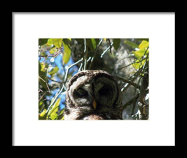 Owl Framed Print featuring the photograph Circle B Bar Barred Owl 003 by Christopher Mercer