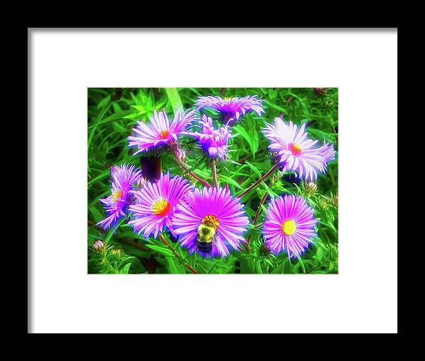 Purple Daisy Framed Print featuring the photograph City Flare Pollinating by Aimee L Maher ALM GALLERY