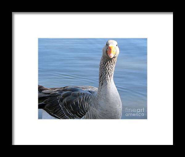 Goose Framed Print featuring the photograph City Park Goose by Elizabeth Fontaine-Barr