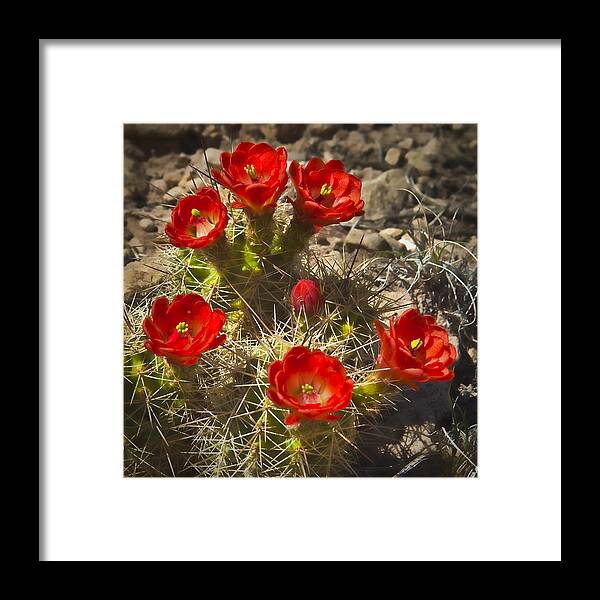 Claret Cup Cacti Framed Print featuring the photograph Claret Cup 7 by Lou Novick