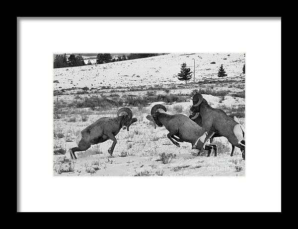 Bighorn Sheep Framed Print featuring the photograph Clash Of The Bighorn Bruisers by Adam Jewell