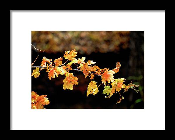 Autumn Framed Print featuring the photograph Classic Colors by Ron Cline