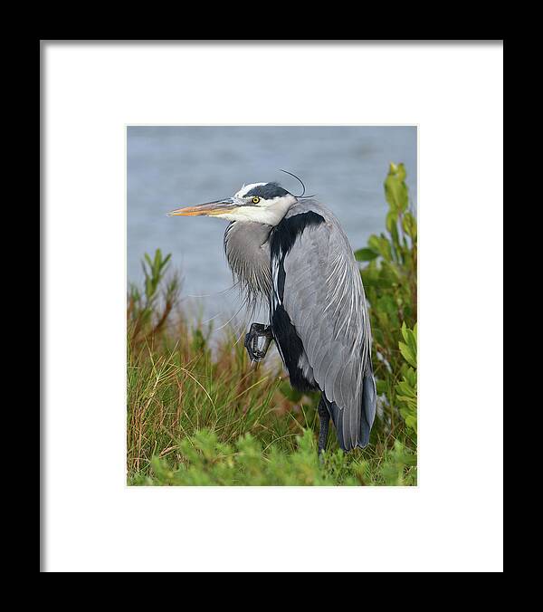 Blue Heron Framed Print featuring the photograph Classy Blue Heron by Artful Imagery