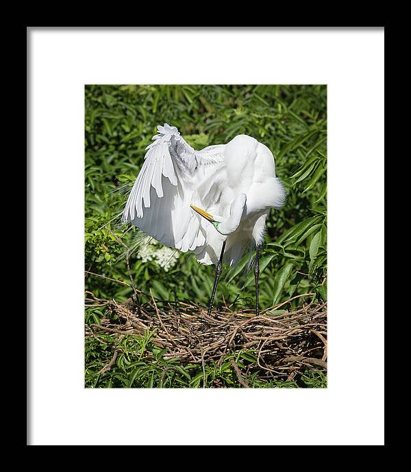 Alone Framed Print featuring the photograph Cleaning my Feathers by Dawn Currie