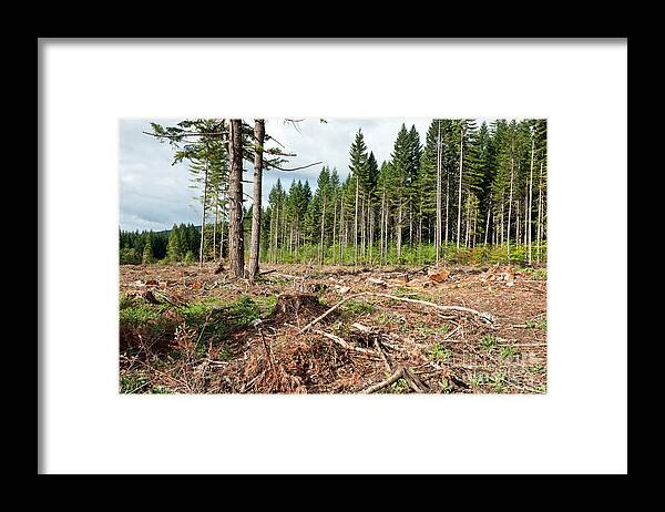Clear Cut Framed Print featuring the photograph Clearcut, Douglas Fir Forest by Inga Spence