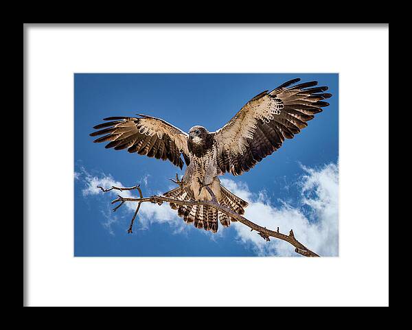 Bird Framed Print featuring the photograph Cleared for Landing by Bruce Bonnett