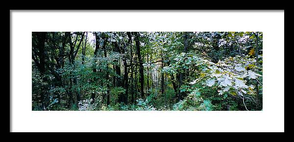 Forest Framed Print featuring the photograph Clearing Glimpsed 1 by Tom Hefko