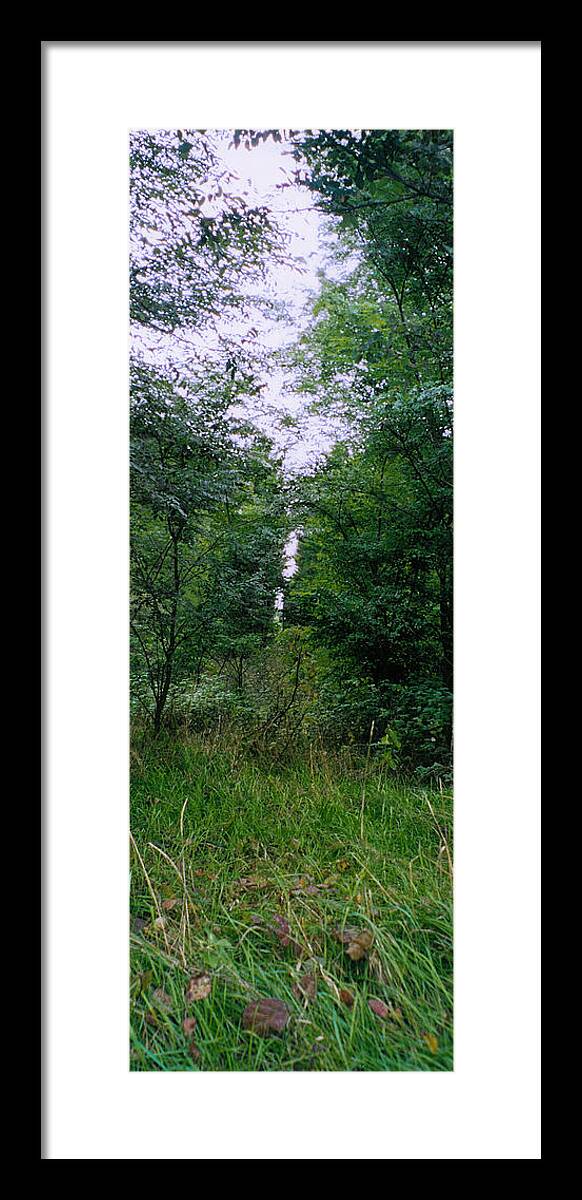 Forest Framed Print featuring the photograph Clearing Glimpsed 7 by Tom Hefko