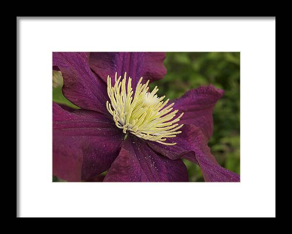 Flower Framed Print featuring the photograph Clematis 4000 by Michael Peychich