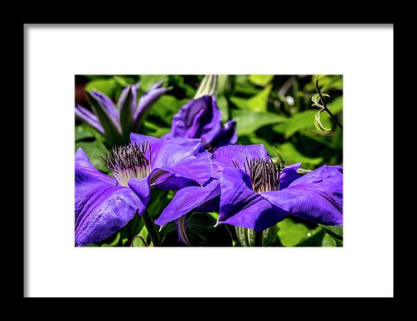 Flower Framed Print featuring the digital art Clematis at Spring by Ed Stines