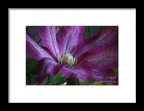 Flower Framed Print featuring the photograph Clematis Close-Up by Susan Herber