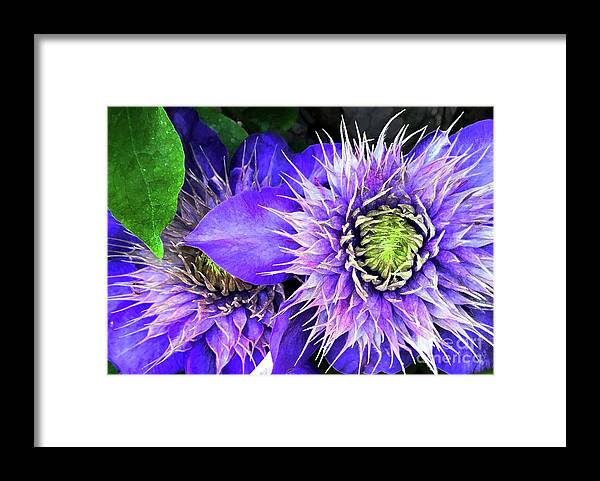 Clematis Framed Print featuring the photograph Clematis Multi Blue by Barbie Corbett-Newmin