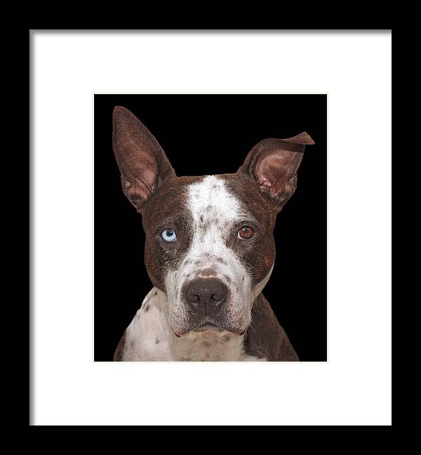 Animal Framed Print featuring the photograph Cleo by Brian Cross