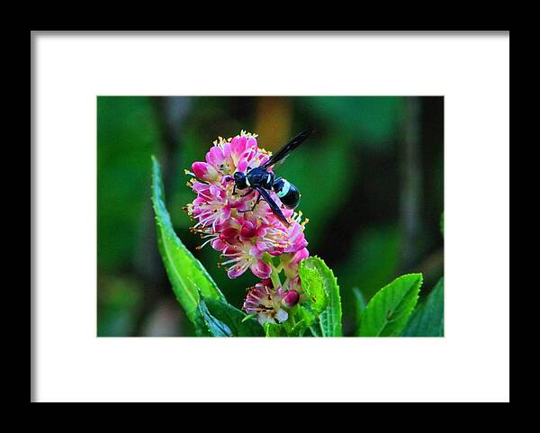 Clethra Framed Print featuring the photograph Clethra and Wasp by Kathryn Meyer