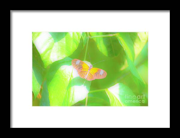 Cleveland Framed Print featuring the photograph Cleveland Butterflies by Merle Grenz
