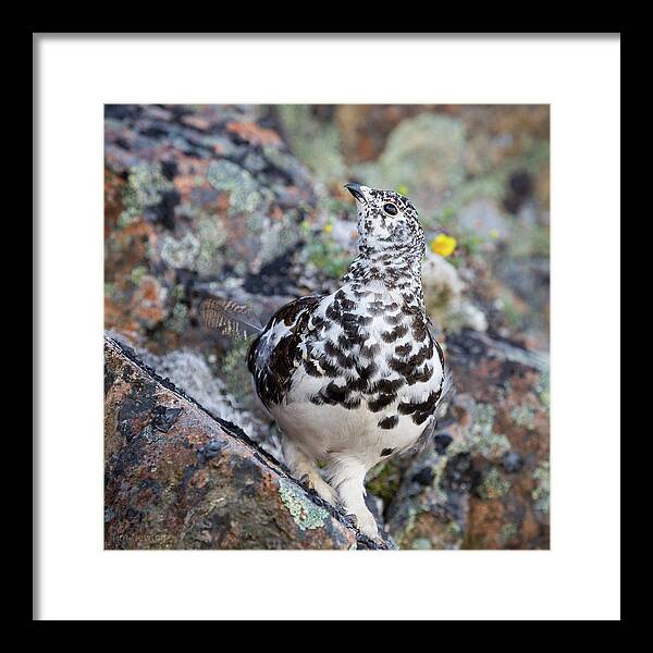 Ptarmigan Framed Print featuring the photograph Cliffside Showoff by Tim Newton