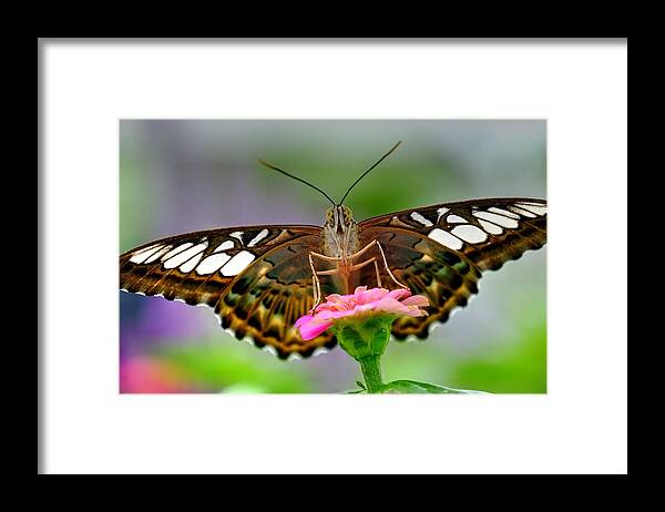 Clipper Framed Print featuring the photograph Clipper2 by Ronda Ryan