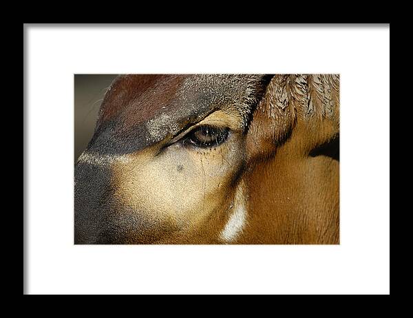 Memphis Zoo Framed Print featuring the photograph Close Encounter by DArcy Evans