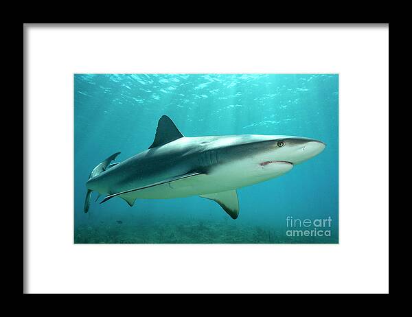 Caribbean Reef Shark. Carcharhinus Perezi Framed Print featuring the photograph Close Pass by Aaron Whittemore