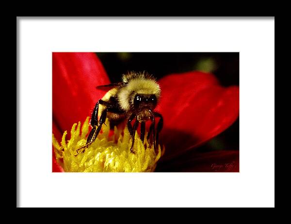 Bee Insect Flower Close Up Macro Framed Print featuring the photograph Close up bee by George Tuffy