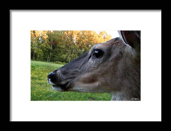 Deer Framed Print featuring the photograph Close Up by Bill Stephens